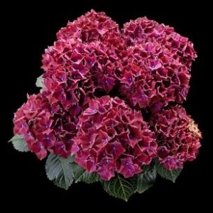 Hortensje Royal Red Blau