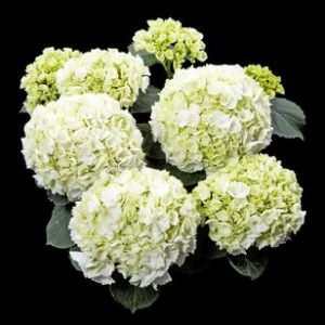 hortensje clarissa