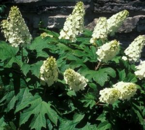 hortensja dębolistna