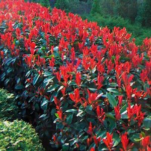 glogownik little red robin