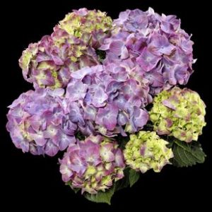 hortensje adula blau