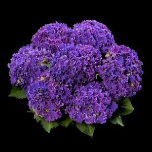 hortensje curly blue