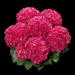 hortensje curly hot pink