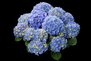 hortensje early blue