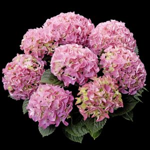 hortensje early rosa