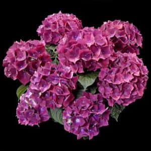 hortensje hot red blau
