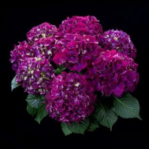 hortensje red beauty blau