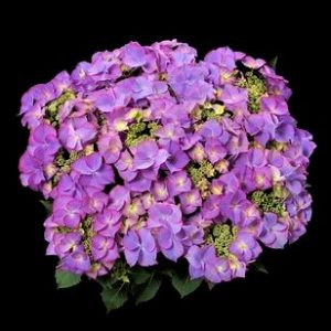 hortensje tiffany blau