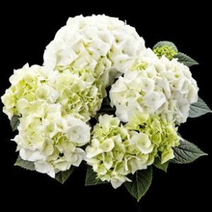 hortensje vanilla sky