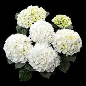 hortensje white delight