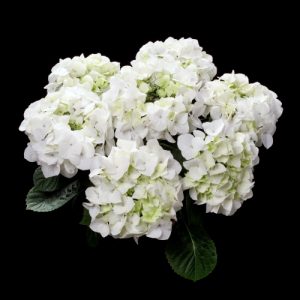 hortensje white spirit