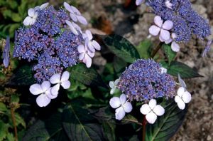 hortensja pilkowana