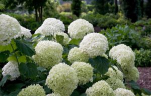 Hortensja drzewiasta