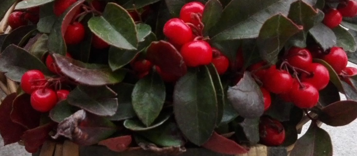 Gospodarstwo Ogrodnicze